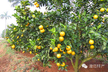 澄迈桥头富硒地瓜推荐店（海南澄迈桥头地瓜销售点）-硒宝网