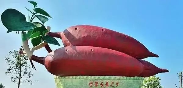 桥头富硒地瓜味道好吃吗(桥头富硒地瓜营养价值)-硒宝网