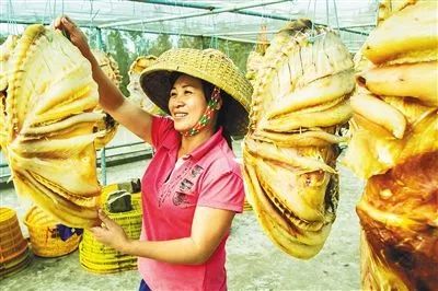 海南富硒地瓜是什么品种(海南地瓜品种富硒是哪种)-硒宝网