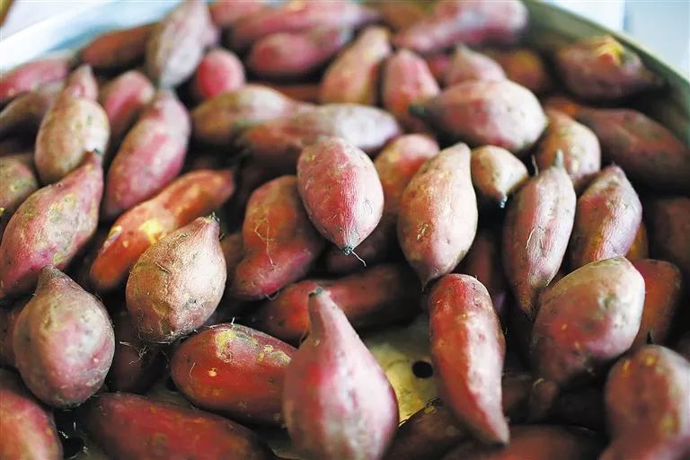 海南富硒地瓜是什么品种(海南地瓜品种富硒是哪种)-硒宝网