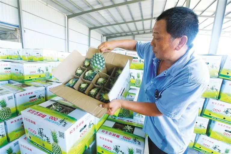 海南富硒地瓜是什么品种(海南地瓜品种富硒是哪种)-硒宝网