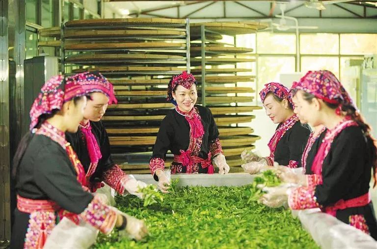 海南富硒地瓜是什么品种(海南地瓜品种富硒是哪种)-硒宝网