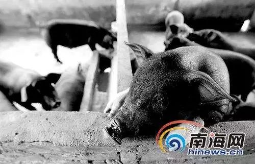 海南富硒地瓜是什么品种(海南地瓜品种富硒是哪种)-硒宝网