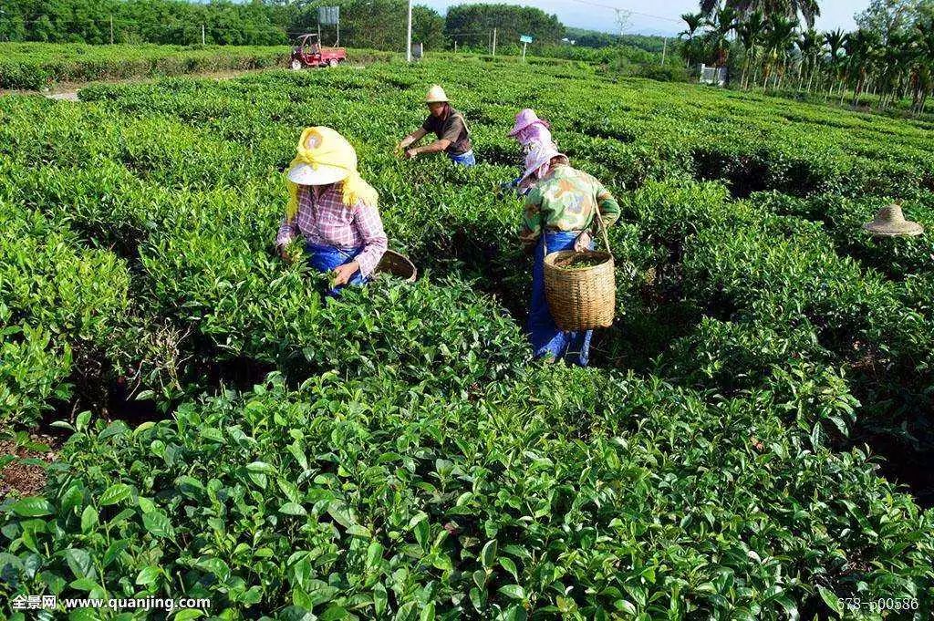 海南富硒地瓜是什么品种(海南地瓜品种富硒是哪种)-硒宝网