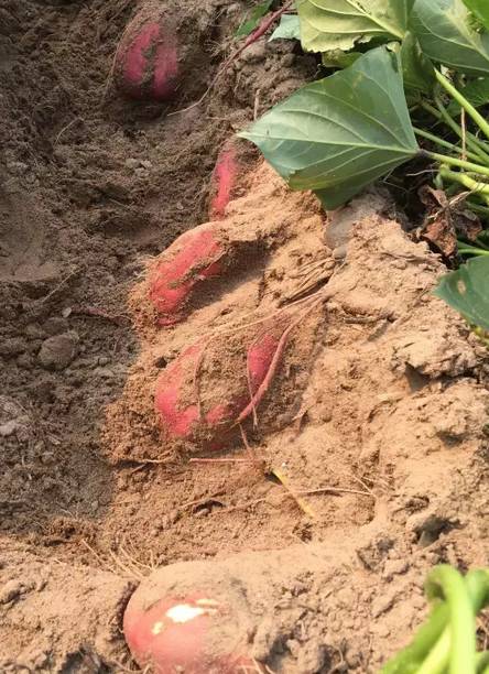 海南桥头富硒地瓜在哪里（海南桥头地瓜富硒基地）-硒宝网