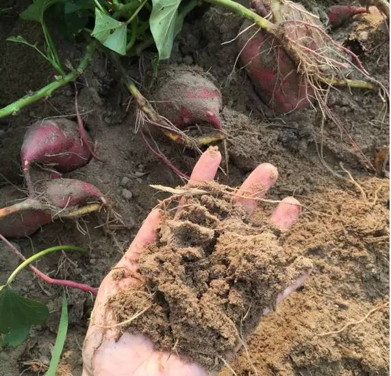 海南桥头富硒地瓜在哪里（海南桥头地瓜富硒基地）-硒宝网