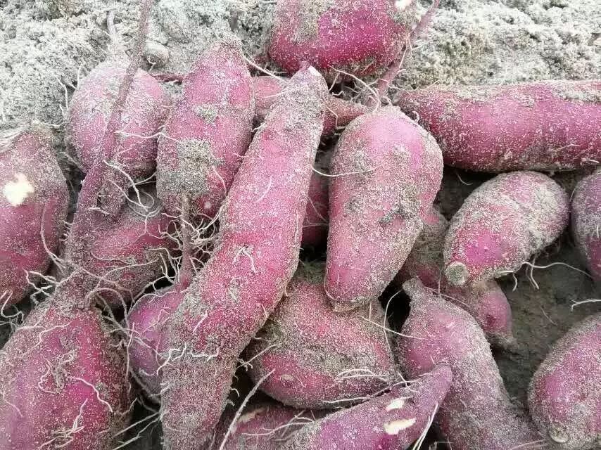 海南桥头富硒地瓜在哪里（海南桥头地瓜富硒基地）-硒宝网