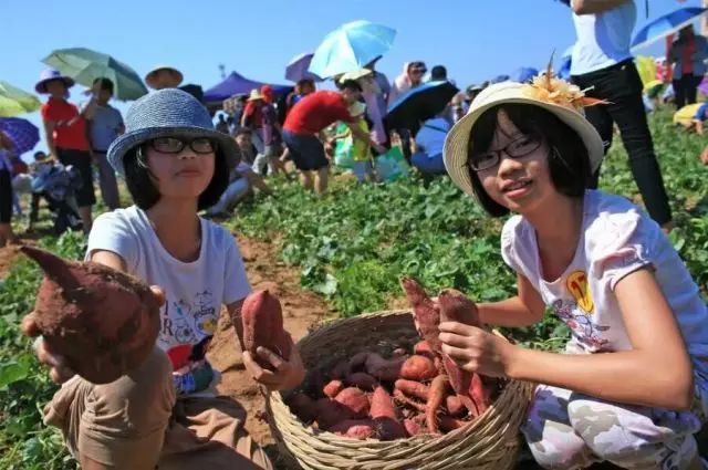 海南桥头富硒地瓜在哪里(海南桥头地瓜真的富含硒吗)-硒宝网