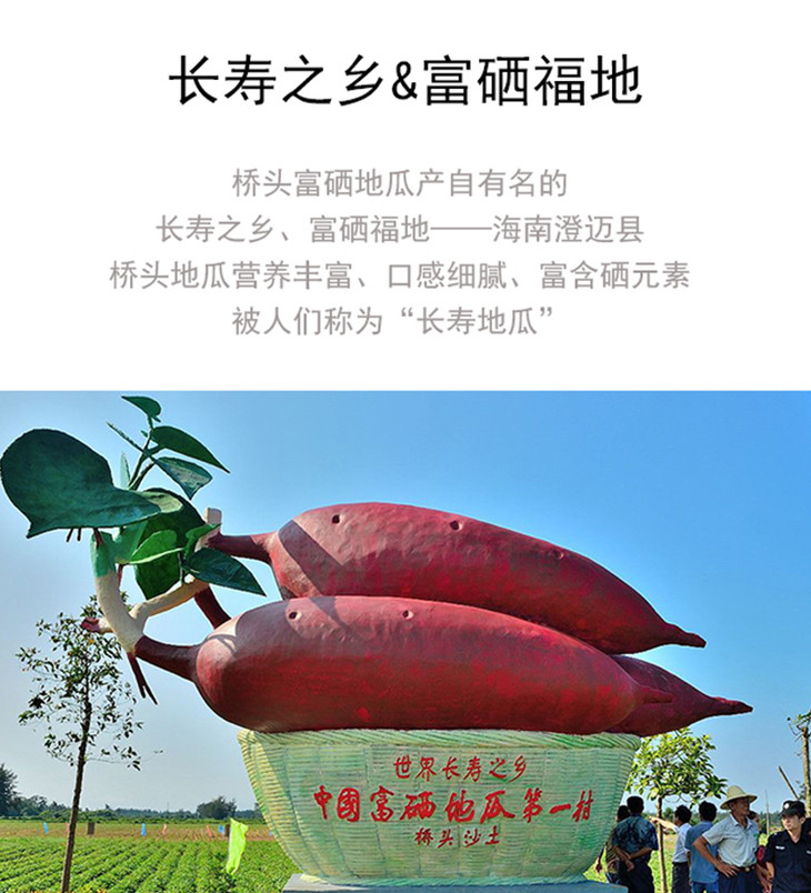 海南桥头富硒地瓜的价格（海南桥头富硒地瓜好吃吗）-硒宝网