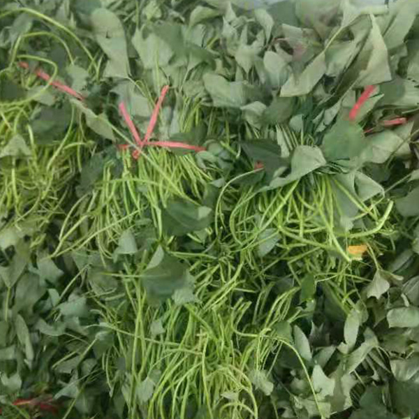 富硒地瓜什么品种好种苗(富硒地瓜种植技术视频教程)-硒宝网