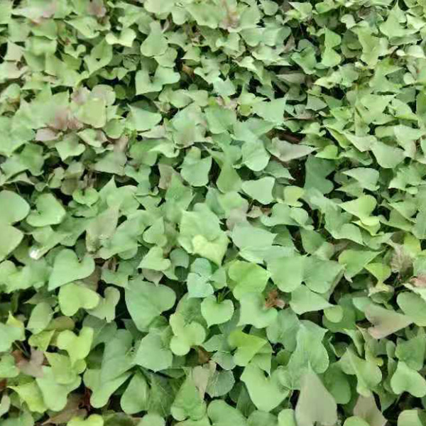 富硒地瓜什么品种好种苗(富硒地瓜种植技术视频教程)-硒宝网