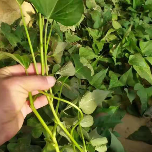 富硒地瓜什么品种好种苗(富硒地瓜种植技术视频教程)-硒宝网