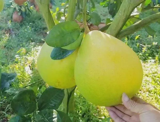 海南富硒地瓜怎么吃美食(海南的富硒地瓜)-硒宝网