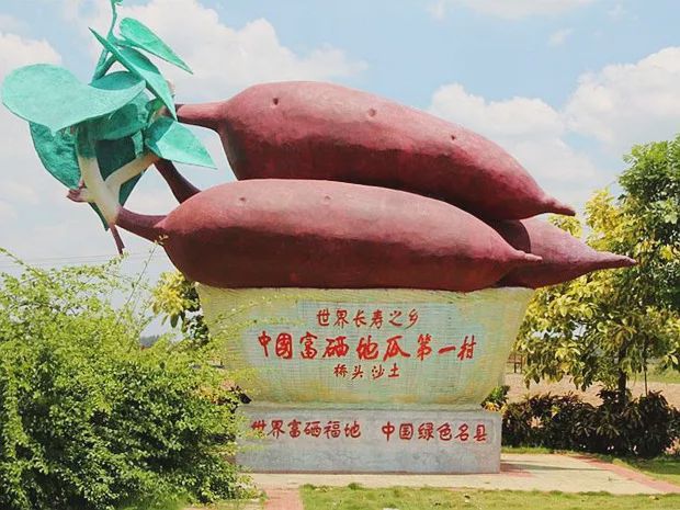 海南富硒地瓜怎么吃美食(海南的富硒地瓜)-硒宝网