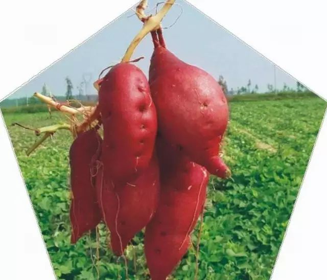 健身能吃富硒地瓜吗早餐（吃富硒地瓜会发胖么）-硒宝网