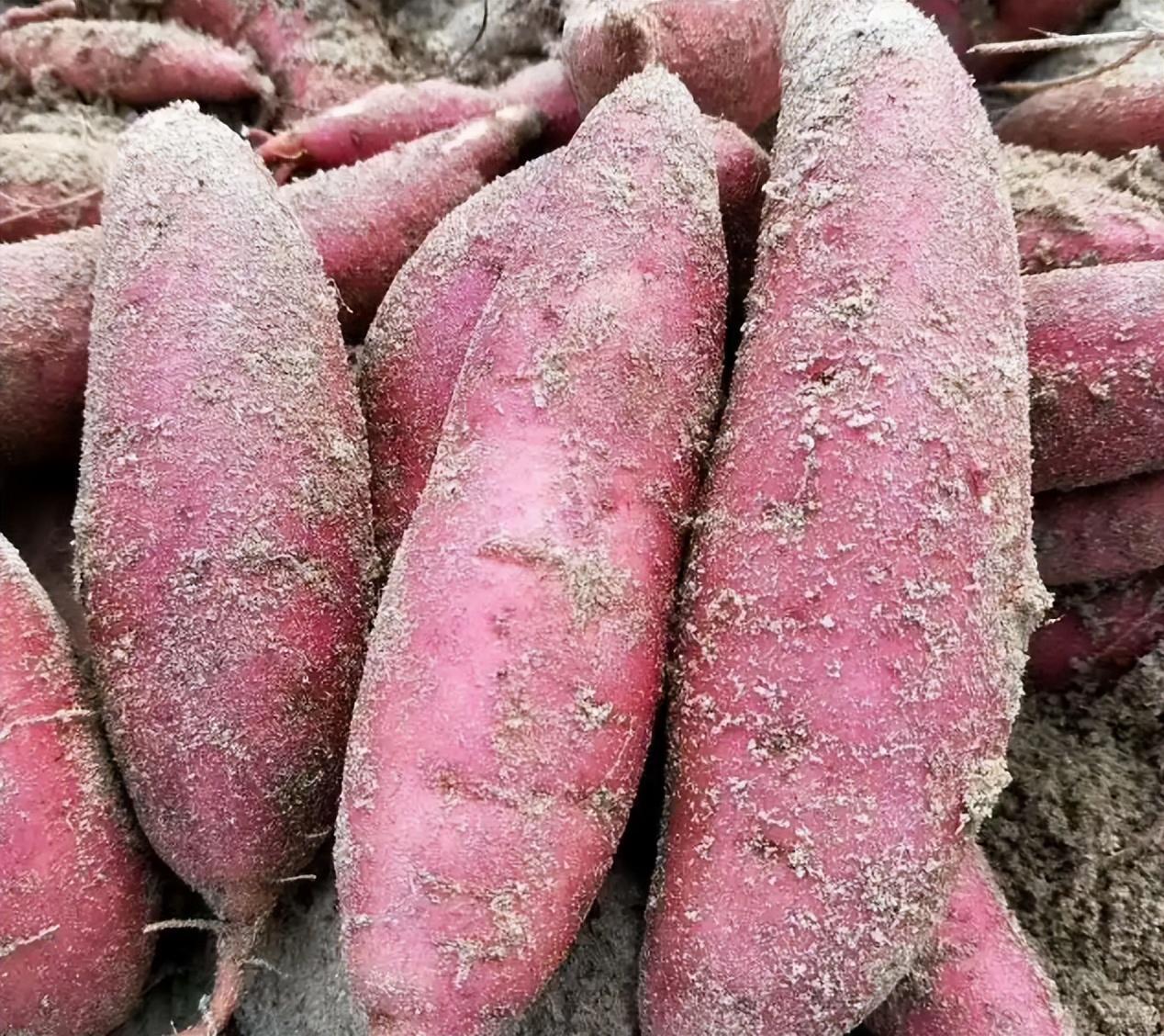 海南桥头富硒地瓜能烤吗（海南桥头富硒地瓜是转基因的吗）-硒宝网