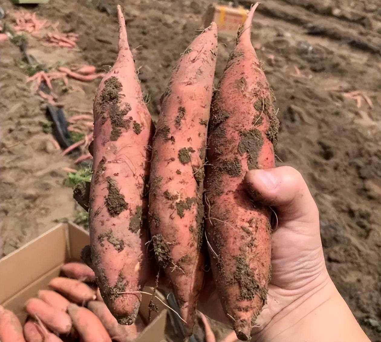 海南桥头富硒地瓜能烤吗（海南桥头富硒地瓜是转基因的吗）-硒宝网