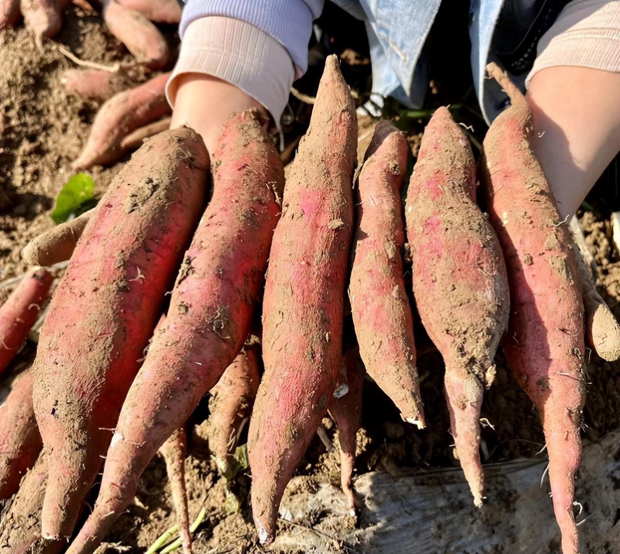 海南桥头富硒地瓜能烤吗（海南桥头富硒地瓜是转基因的吗）-硒宝网