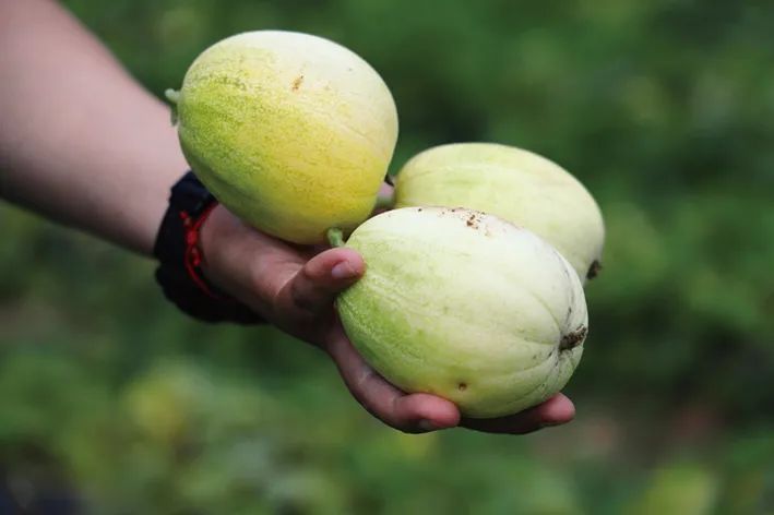 吉林市富硒地瓜种植面积(吉林地瓜多少钱一斤)-硒宝网