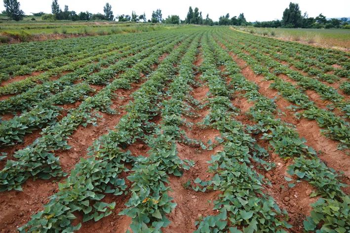 吉林市富硒地瓜种植面积(吉林地瓜多少钱一斤)-硒宝网