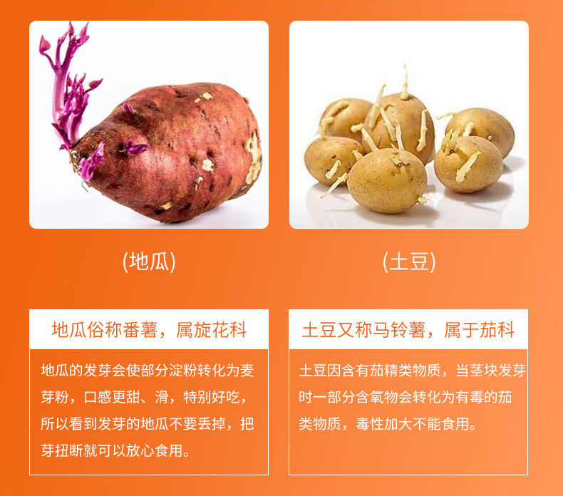 海南澄迈桥头富硒地瓜干(海南澄迈桥头富硒地瓜营养价值)-硒宝网