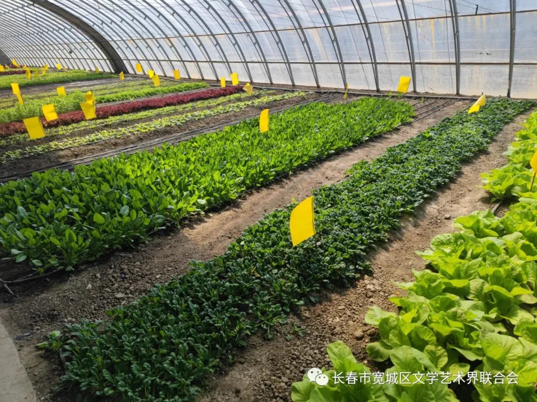 吉林市富硒地瓜种植面积（吉林哪里地瓜好吃）-硒宝网