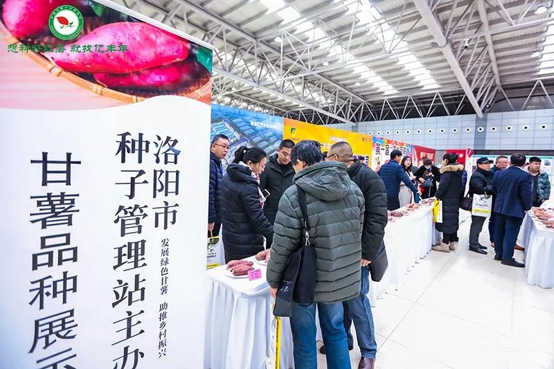 富硒地瓜和烟薯哪个好吃(烟薯营养)-硒宝网