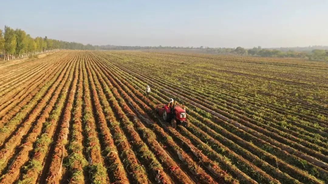 富硒地瓜苗哪里卖的好点(富硒地瓜哪个产地的好)-硒宝网