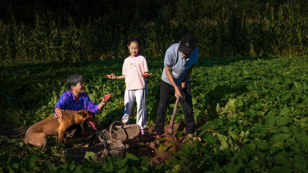 富硒地瓜苗哪里卖的好点(富硒地瓜哪个产地的好)-硒宝网
