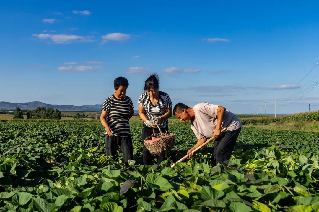 富硒地瓜苗哪里卖的好点(富硒地瓜哪个产地的好)-硒宝网