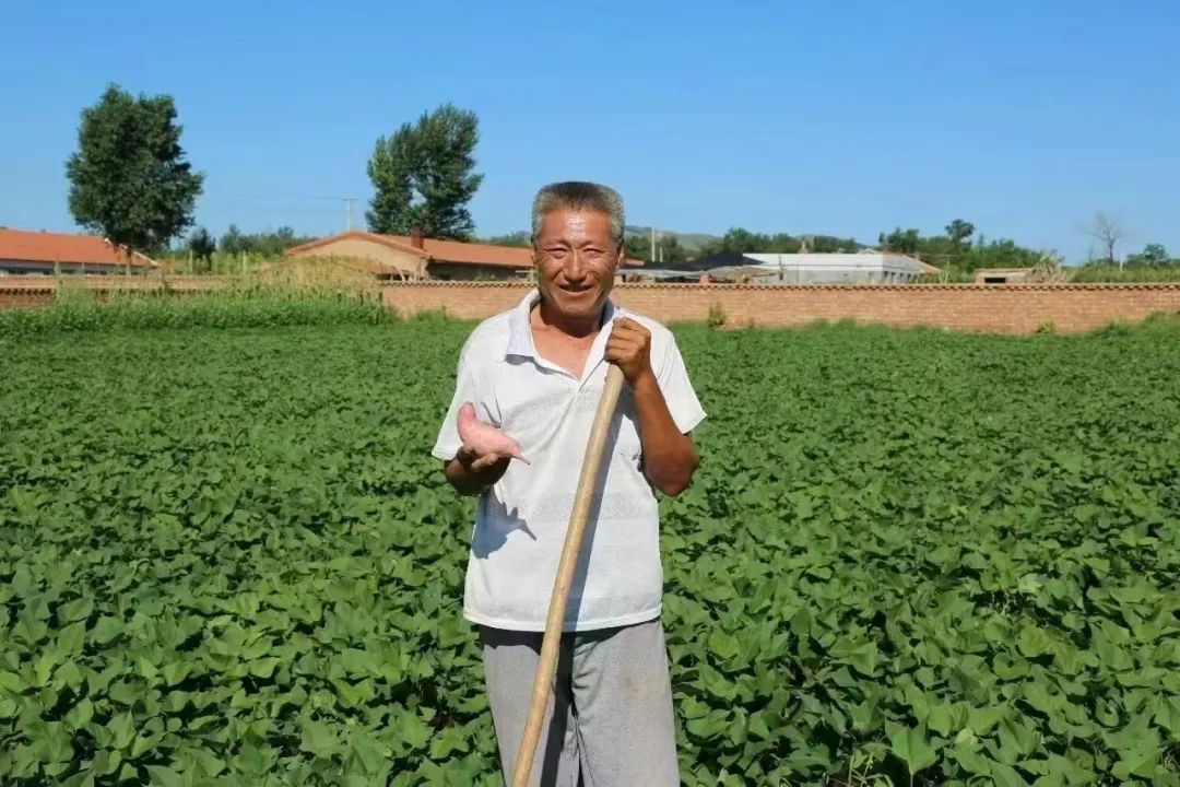 富硒地瓜苗哪里卖的好点(富硒地瓜哪个产地的好)-硒宝网