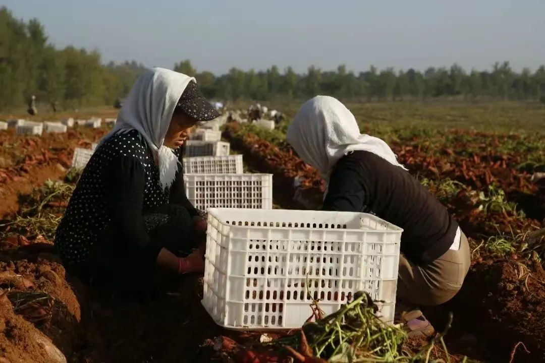富硒地瓜苗哪里卖的好点(富硒地瓜哪个产地的好)-硒宝网