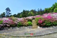 富硒地瓜粉是什么颜色的（地瓜粉的营养成分表）-硒宝网