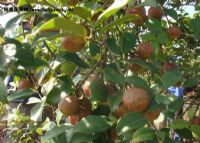 富硒地瓜粉是什么颜色的（地瓜粉的营养成分表）-硒宝网