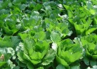 富硒地瓜粉是什么颜色的（地瓜粉的营养成分表）-硒宝网