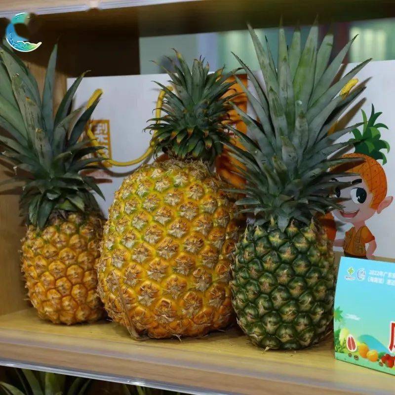 澄迈桥头富硒地瓜怎么样（海南桥头富硒地瓜口感）-硒宝网