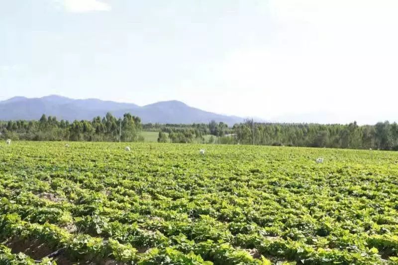 富硒地瓜和烟薯哪个好吃（烟薯地瓜的功效与作用）-硒宝网