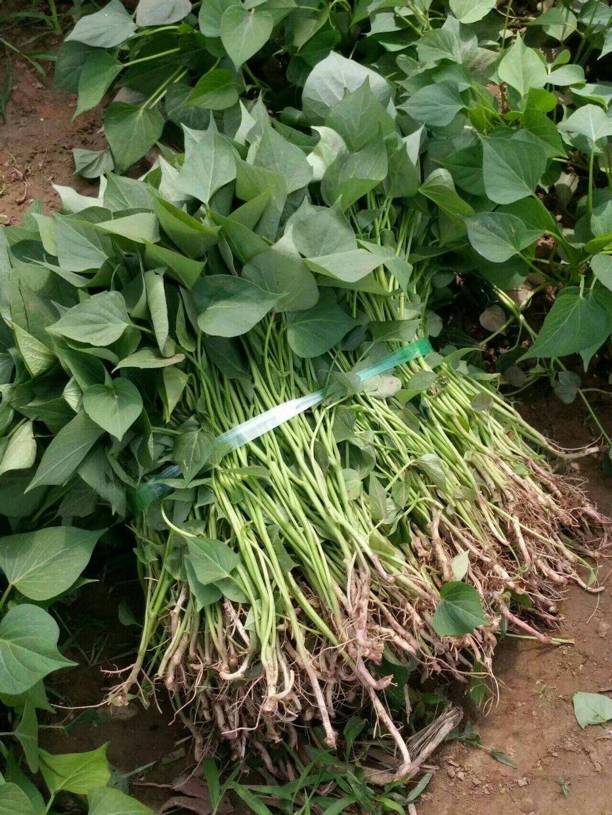 富硒地瓜秧子怎么那么长(地瓜长富硒秧子能吃吗)-硒宝网