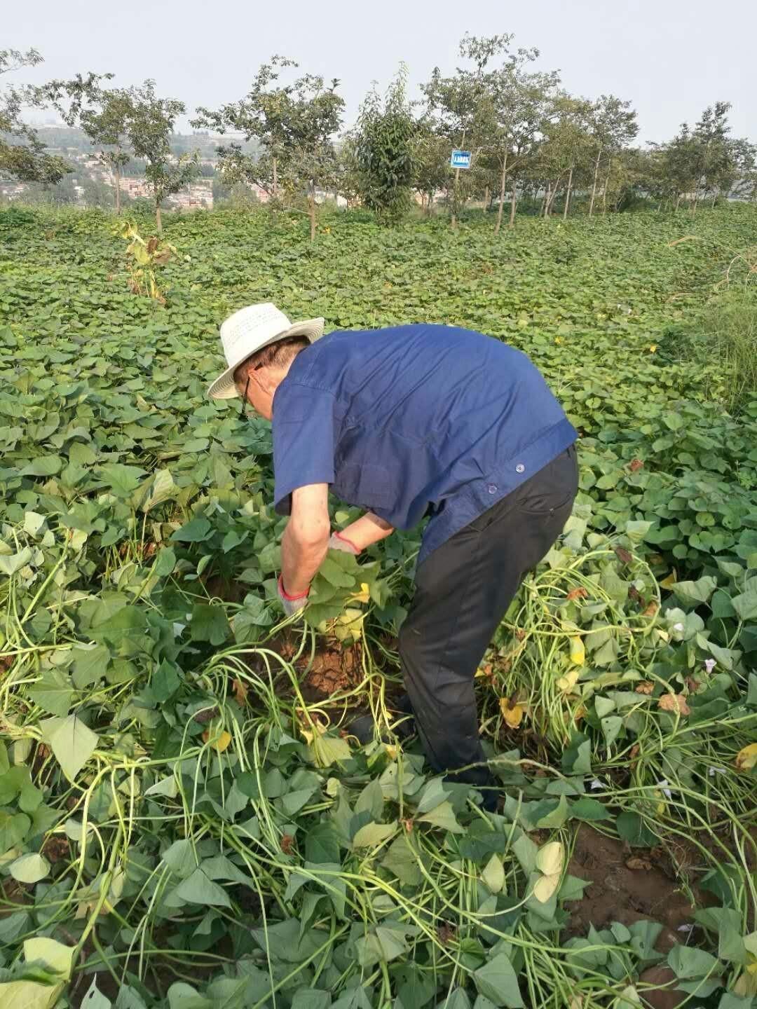 富硒地瓜秧子怎么那么长(地瓜长富硒秧子能吃吗)-硒宝网