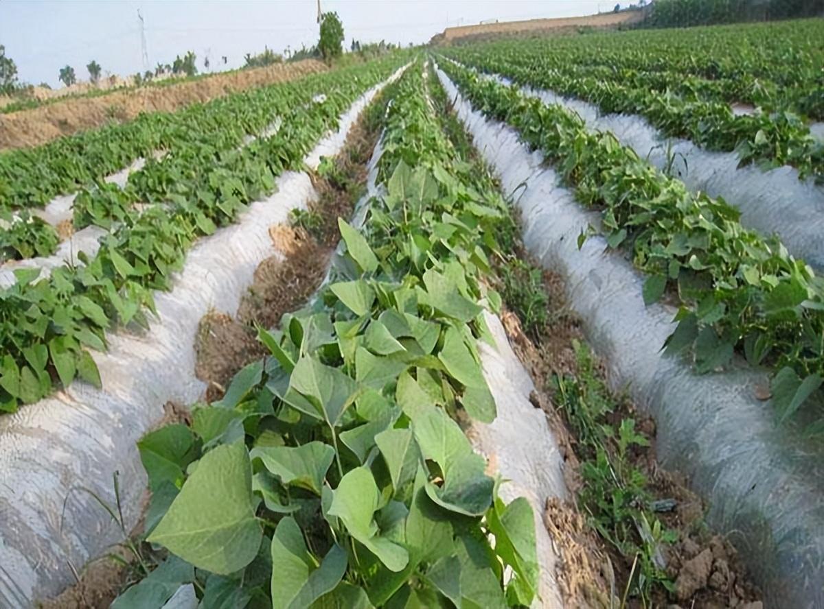 富硒地瓜秧子怎么那么长(地瓜长富硒秧子能吃吗)-硒宝网