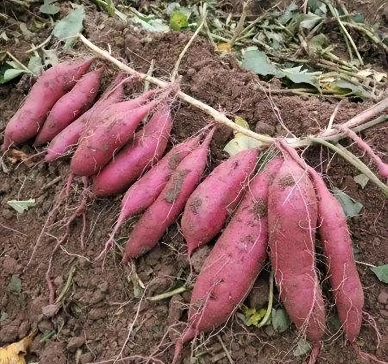 富硒地瓜秧子怎么那么长(地瓜长富硒秧子能吃吗)-硒宝网