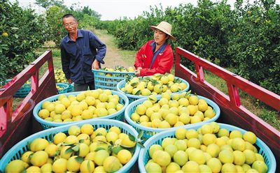 澄迈桥头富硒地瓜怎么样（澄迈桥头镇桥头地瓜）-硒宝网