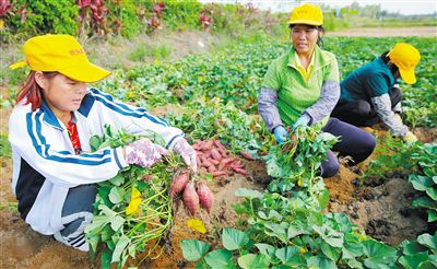 澄迈桥头富硒地瓜怎么样（澄迈桥头镇桥头地瓜）-硒宝网