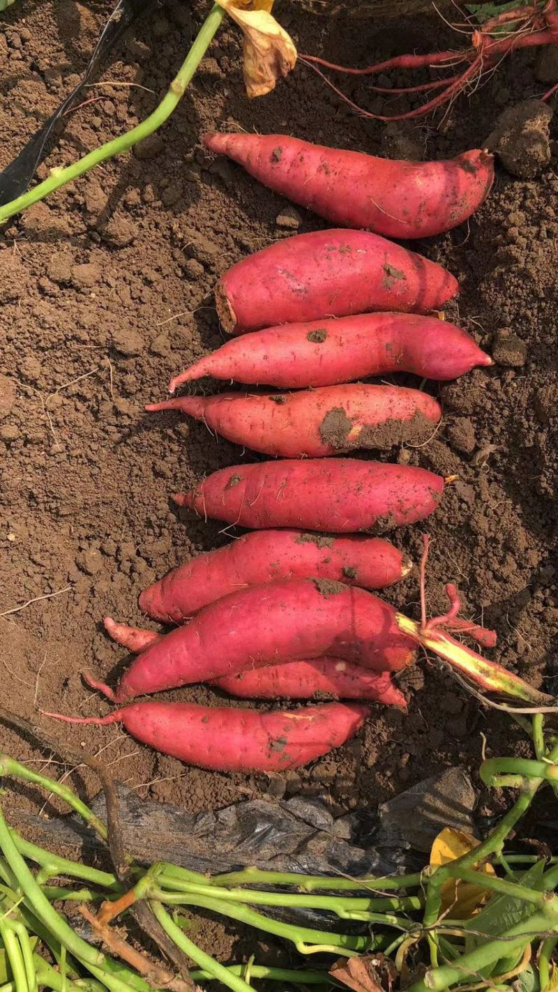 莱州富硒地瓜种植时间表(富硒地瓜苗哪里有卖)-硒宝网