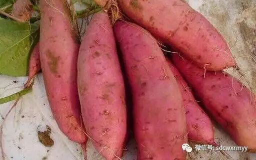 富硒地瓜有毒吗可以吃吗（富硒地瓜有毒吗）-硒宝网