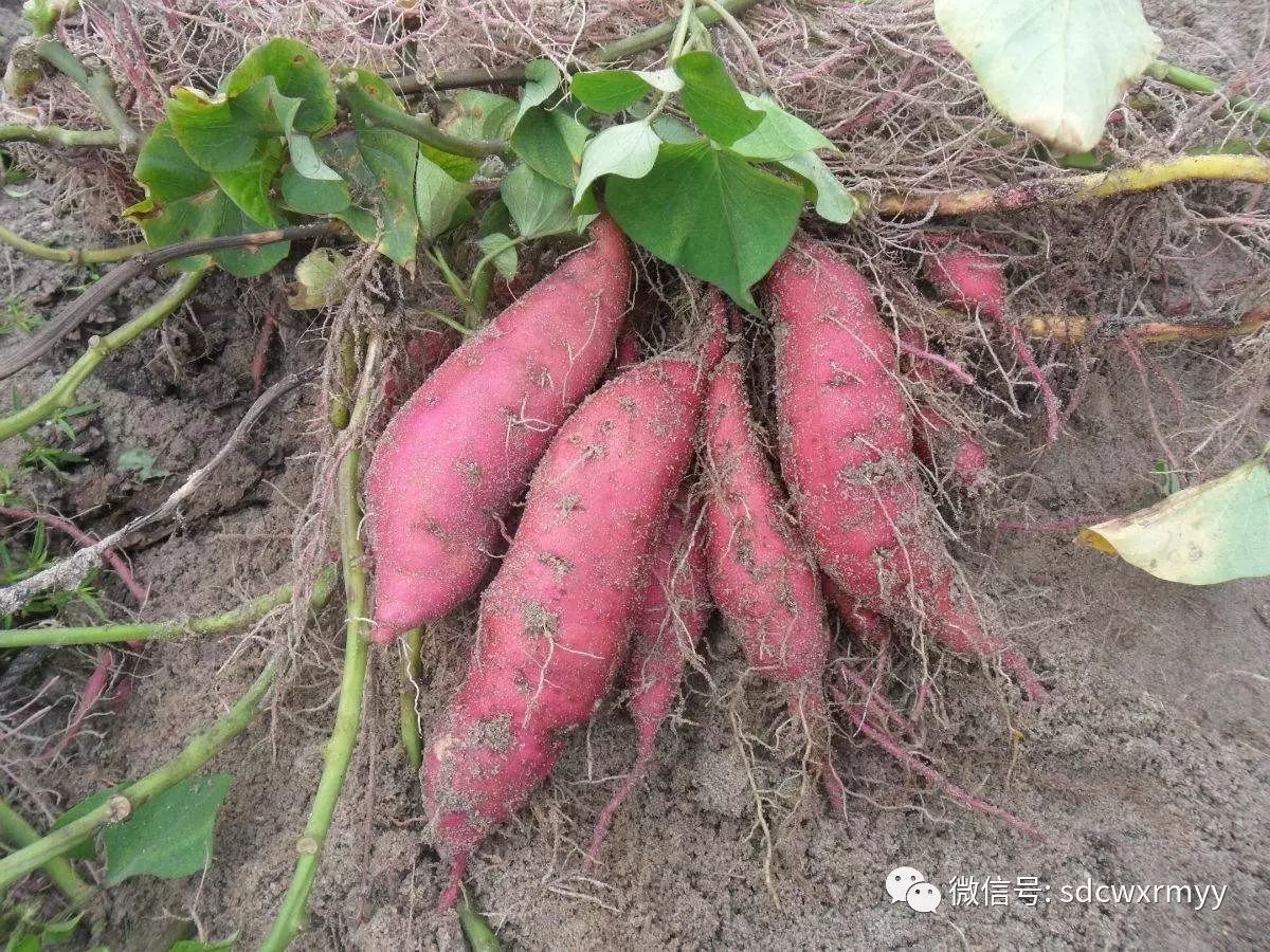 富硒地瓜有毒吗可以吃吗（富硒地瓜有毒吗）-硒宝网