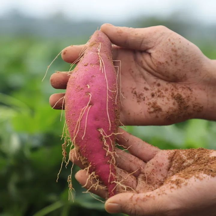 烤出油的富硒地瓜叫什么(富硒地瓜是转基因的吗)-硒宝网