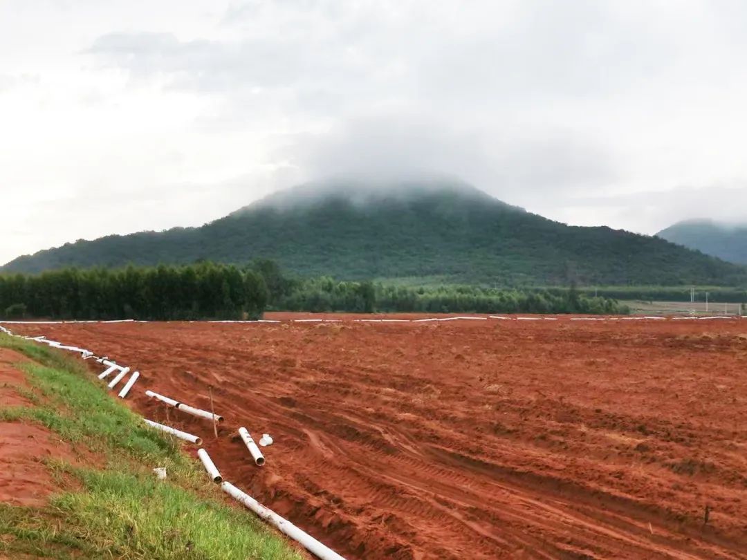 烤出油的富硒地瓜叫什么(富硒地瓜是转基因的吗)-硒宝网