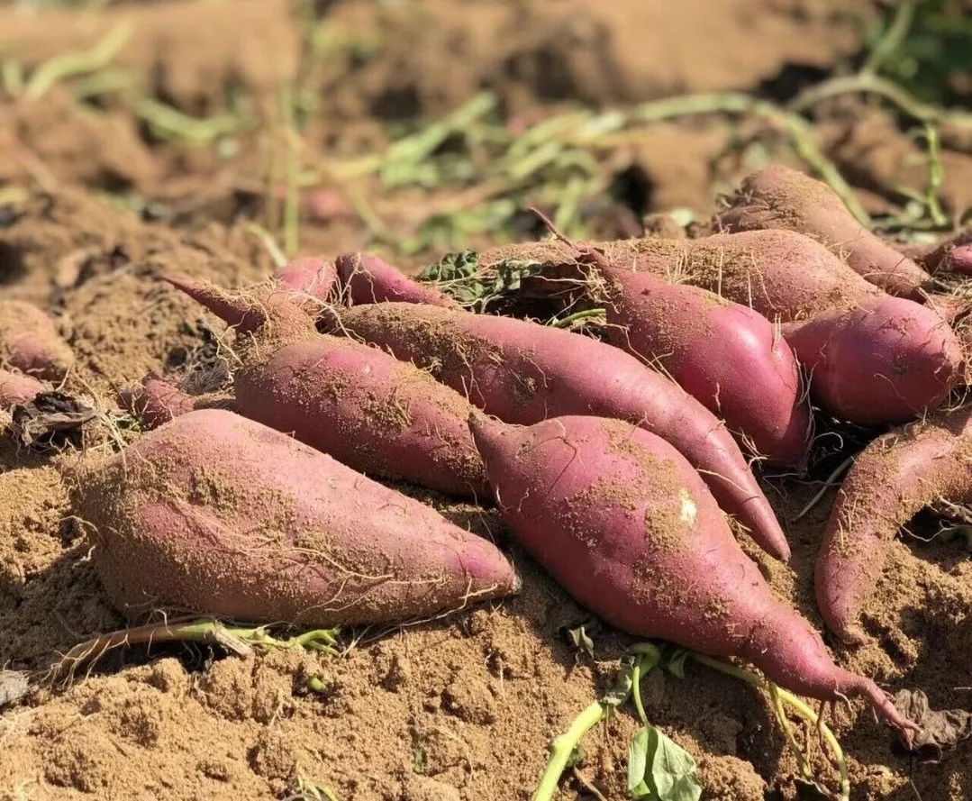 烤出油的富硒地瓜叫什么(富硒地瓜是转基因的吗)-硒宝网