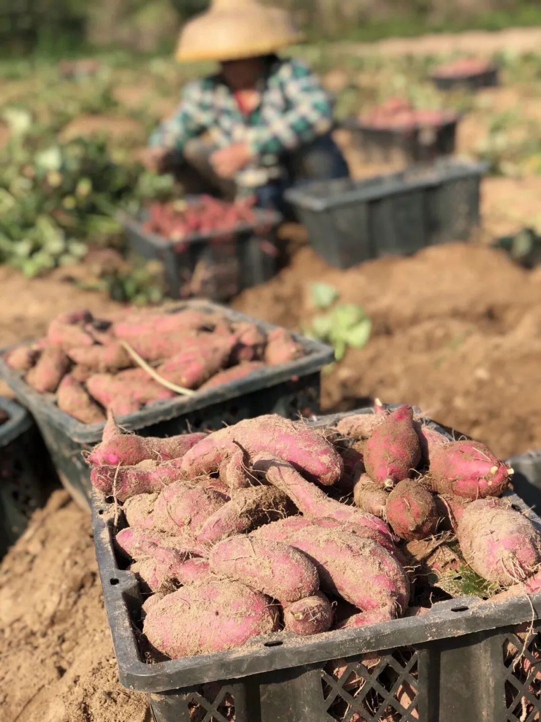 烤出油的富硒地瓜叫什么(富硒地瓜是转基因的吗)-硒宝网